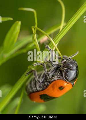 Makroaufnahme eines Ameisenbeutelkäfers, der auf einem Grasstachel sitzt Stockfoto