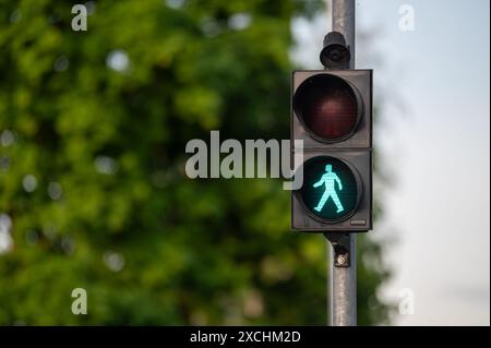 Grünes Fußgängersignal leuchtet auf und zeigt den Spaziergang an, Bäume und Laub sind bei hellem Tageslicht. Stockfoto