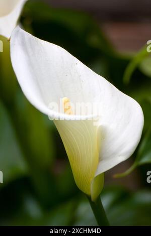 Weiße (Zantedeschia aethiopica) Calla Arum Lilie Stockfoto