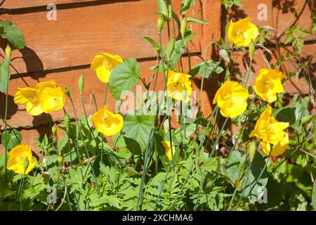 Gelber Mohn (mongolei) in Garden Chard Sommerset England großbritannien Stockfoto