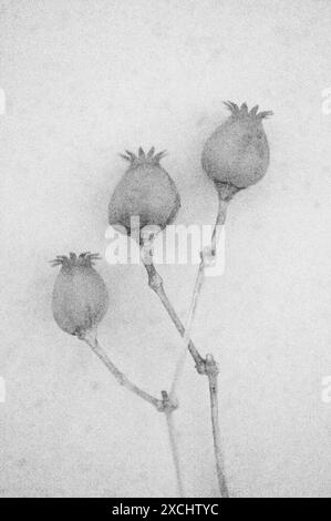 Weiches und bleistiftähnliches Schwarz-weiß-Bild von drei getrockneten Samenköpfen und Stlaks von White campion Blume Stockfoto