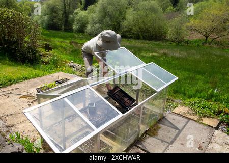 Ältere Frau, die sich nach unten beugt, um Saatgutschale in Glasglocke zu legen im Frühling Mai ländlicher Garten Carmarthenshire Wales Großbritannien KATHY DEWITT Stockfoto