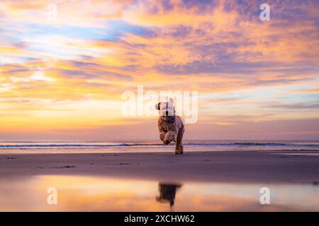 Junger Welpe, der bei Sonnenaufgang am Strand läuft Stockfoto