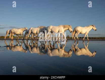 Die weißen Pferde der Camargue Stockfoto