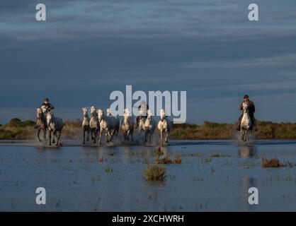 Die weißen Pferde der Camargue Stockfoto