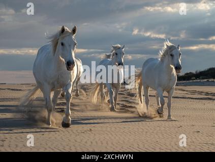 Die weißen Pferde der Camargue Stockfoto