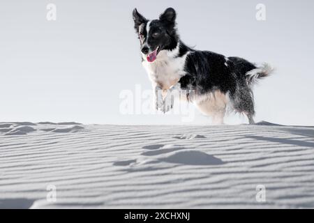Schwarz-weiß-Border Collie, der durch den weißen Sandschuss in einem High-Key-Stil läuft Stockfoto