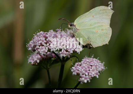 Gelber Schwefel-Schmetterling auf einem violetten Valerian Stockfoto