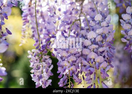 Die lila Blüten blühen und hängen am Baum Stockfoto