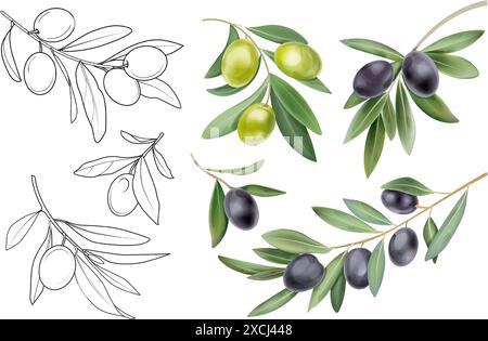 Olivenblätter. Römisches Zweigblatt. Grüner Lorbeeraquarell oder Blumenrand. Griechisches mediterranes Logo. Natürliche Zweige mit Beeren. Veganes Öl. Set mit Skizzenelementen für Pflanzen. Vektor-botanisches Clipart Stock Vektor