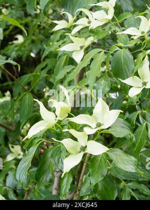 Cornus kousa chinensis „China Girl“ Stockfoto