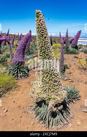 Tajinaste verschiedener Farben, endemische Pflanze der Vulkangebiete auf den Kanarischen Inseln, Spanien. Stockfoto