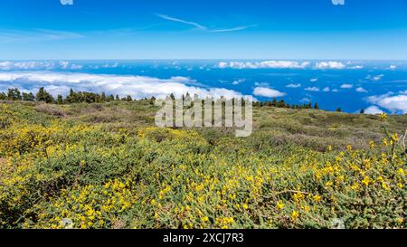 Atemberaubende Landschaft mit gelben Blumen und Wolkenmeer unterhalb des Berggipfels, La Palma, Spanien. Stockfoto