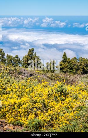 Atemberaubende Landschaft mit gelben Blumen und Wolkenmeer unterhalb des Berggipfels, La Palma, Spanien. Stockfoto