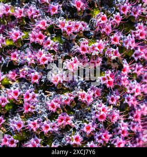 Kleine Blüten der endemischen Pflanze Tajinaste und Bestäubung durch Insekten im Frühjahr, Insel La Palma. Stockfoto