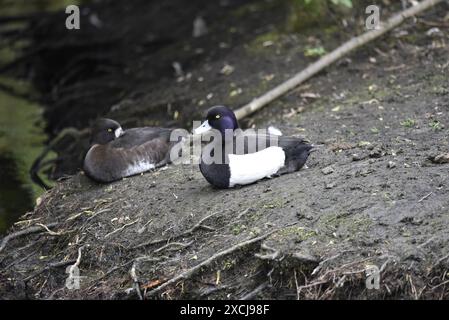 Ein Paar getuftete Enten (Aythya fuligula), die im linken Profil auf einer Schlamm- und Baumwurzel-schrägen Teichbank liegen, Drake im Vordergrund, aufgenommen in Großbritannien Stockfoto