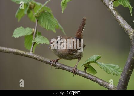 Bild eines Winterzerners (Troglodytes troglodytes), der eine Kamera zeigt, mit sichtbarer linker Seite, die auf einem diagonalen Ast mit dem Schwanz nach oben steht Stockfoto