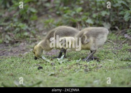 Nahaufnahme von zwei Kanadiengänsen (Branta canadensis) links auf, die im Mai bei Short Grass in einem Naturschutzgebiet im Vereinigten Königreich picken Stockfoto