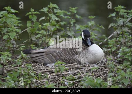 Die Kanadische Gänse (Branta canadensis) sitzt auf einem Nest am Seeufer, die im Mai in einem Naturschutzgebiet in Staffordshire, Großbritannien, aufgenommen wurde Stockfoto