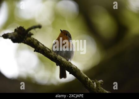 Silhouette eines europäischen Robins (Erithacus rubecula), der auf einer Zweigstelle thront, in Richtung Kamera ragt und vor einem Bokeh-Hintergrund den Himmel blickt, Großbritannien Stockfoto