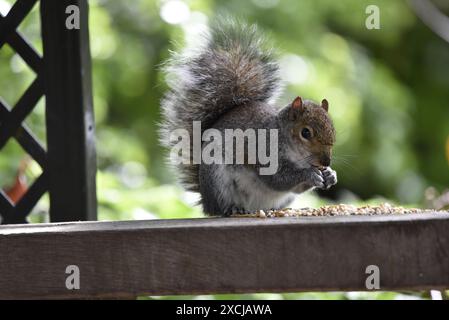 Nahaufnahme eines Grauen Eichhörnchens (Sciurus carolinensis) Buschschwanz oben, rechts auf, mit den Pfoten bis zum Mund, die Samen von der Spitze des Trellis essen Stockfoto