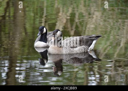 Canada Goose (Branta canadensis) Seite an Seite mit einem Canada Goose x Greylag Goose (Anser anser) Hybrid, schwimmt in Richtung Kamera, reflektiert im Wasser Stockfoto