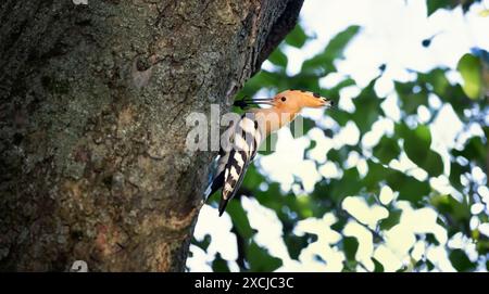 Schöne Upupa-Epen-Wiedehopf sie füttern ihre Jungen in einem Nest in einem Baum, das beste Foto. Stockfoto