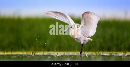 Eurasischer Löffelschnabel Platalea leucorodia es sucht in dem schönen Feuchtgebiet mit seinem langen Schnabel nach Nahrung, das beste Foto. Stockfoto