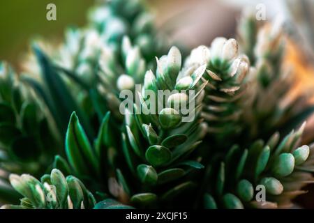 Makrofoto von grünen Blättern mit den komplizierten Details und lebhaften Texturen des üppigen, grünen Laubs. Stockfoto