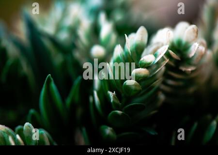 Makrofoto von grünen Blättern mit den komplizierten Details und lebhaften Texturen des üppigen, grünen Laubs. Stockfoto