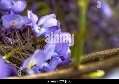 Nahaufnahme einer Biene auf einem Wisteria sinensis-Blütenblatt, das die komplizierten Details der Blume und die zarte Arbeit des Bestäubers festmacht. Stockfoto