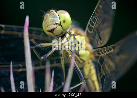 Nahaufnahme einer großen Libelle (Aeshna sp.) Auf einer rosa Blume sitzend, Makrofotografie, Insekten, Natur, Biodiversität Stockfoto