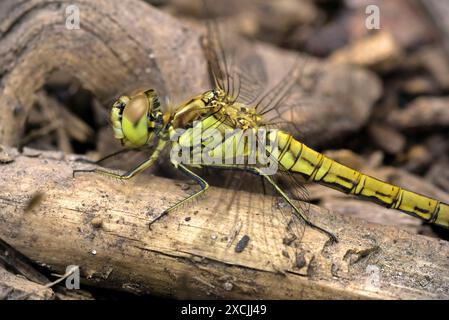 Nahaufnahme einer großen Libelle (Aeshna sp.) Auf einem hölzernen Untergrund sitzen, Makrofotografie, Insekten, Natur, Biodiversität Stockfoto