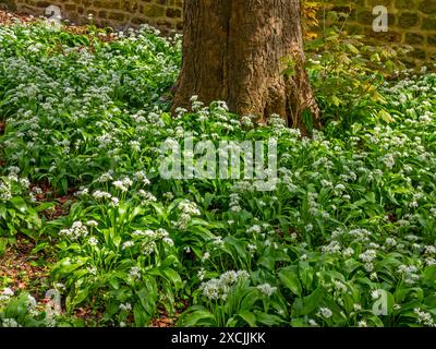 Allium ursinum, oder Bärlauch, Wildkauz, Ramsons, Buckrams, Breitblättriger Knoblauch, Holzknoblauchzehen, Bärlauch oder Bärlauch ist eine bauchige Staude. Stockfoto