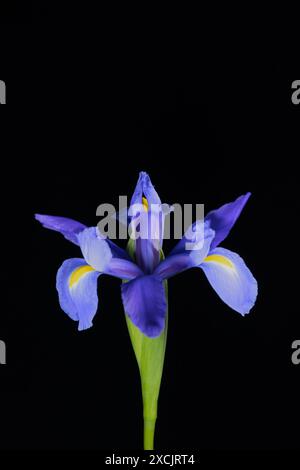 Eine wunderschöne lila Irisblume auf schwarzem Hintergrund. Stockfoto