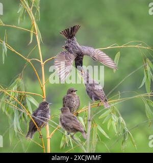 Europäischer Starling, Sturnus vulgaris, ein Elternvogel, der sich an einem Zweig mit ausgebreiteten Flügeln festklammert, ernährt einen hungrigen Jungen, der seinen Schnabel öffnet, im späten Frühjahr, Deutschland Stockfoto