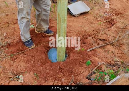 Betongießen auf neu installierte Holzzäunpfähle Stockfoto