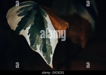 Algerischer Efeu "Gloire de Marengo". Selbstklebende immergrüne Kletterpflanze mit großen, gelappten dunkelgrünen und grau-grünen weißen Blättern. Gartenpflanzen möglich. Stockfoto