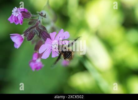 Dunkelkantige Bienenfliege (Bombylius Major) auf der Jagd nach Red Campion in Ham Common Woodlands, Surrey Stockfoto