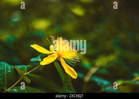 Johanniskraut gelbe Blütenknospe mit fünf Blütenblättern mit Stempeln und Staubblättern auf einem grünen natürlichen Hintergrund. Heilpflanze in voller Blüte im Sommergarten. Stockfoto