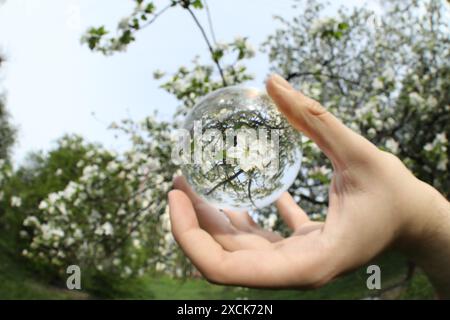 Schöner Baum mit weißen Blüten im Freien, umgedrehte Reflexion. Mann mit Kristallkugel im Frühlingsgarten, Nahaufnahme Stockfoto