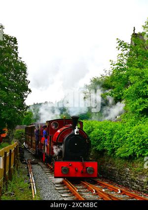 Zwei rote Falcon-Dampflokomotiven ziehen Kutschen auf dem Weg zur Corris-Station im Dulas Valley, Mitte Wales. Stockfoto