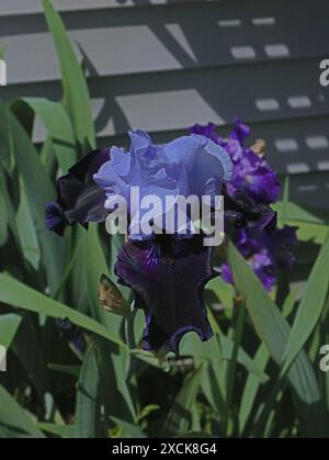 Aus nächster Nähe, Blick von oben auf eine große lila-blaue und schwarze Iris Blumen im Frühjahr in Trevor, Wisconsin, USA Stockfoto