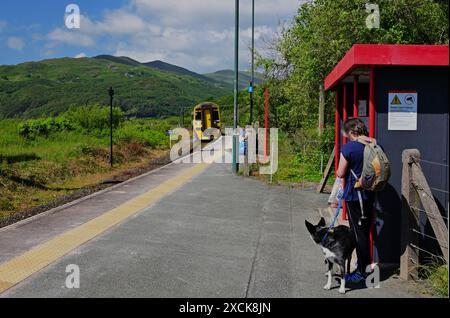 Erwachsenes Weibchen und Hund warten am Bahnhof Morfa Mawddach auf den sich nähernden Zug auf der Cambrian Coast Line. Stockfoto