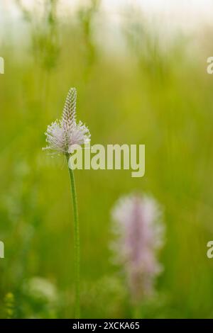 Natur, Pflanzen 2024-06-15, DE, Bayern: Mittlerer Wegerich in einer Feuchtwiese in Niederbayern *** Natur, Pflanzen 2024 06 15, DE, Bayern Mittelbanane auf einer Feuchtwiese in Niederbayern Stockfoto