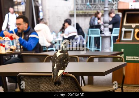 Taube, die auf einem Stuhl des Fast-Food-Restaurants McDonald's auf der Piazza dei Mercanti, Mailand, Lombardei, Italien nach Resten sucht Stockfoto