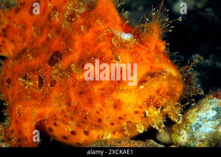 Nahaufnahme eines juvenilen Haarigen Anglerfisches (Antennarius striatus). Ambon, Indonesien Stockfoto