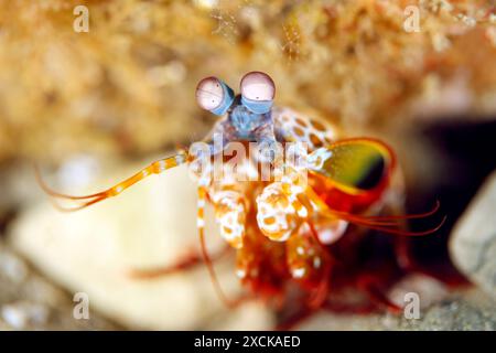 Nahaufnahme einer Peacock Mantis Shrimp (Odontodactylus scyllarus, alias Harlequin Mantis Shrimp). Ambon, Indonesien Stockfoto