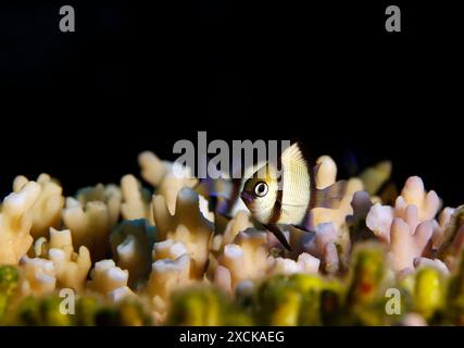 Zweistreifenmädchen (Dascyllus reticulatus) an einer Koralle. Ambon, Indonesien Stockfoto