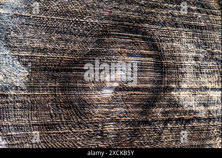 Die Textur ist aus Holz mit großen Rissen im Schnitt, die ein Gewebe aus tiefen verfaulten Rissen bilden. Brauner, verfaulter Stumpf. Litauen Stockfoto